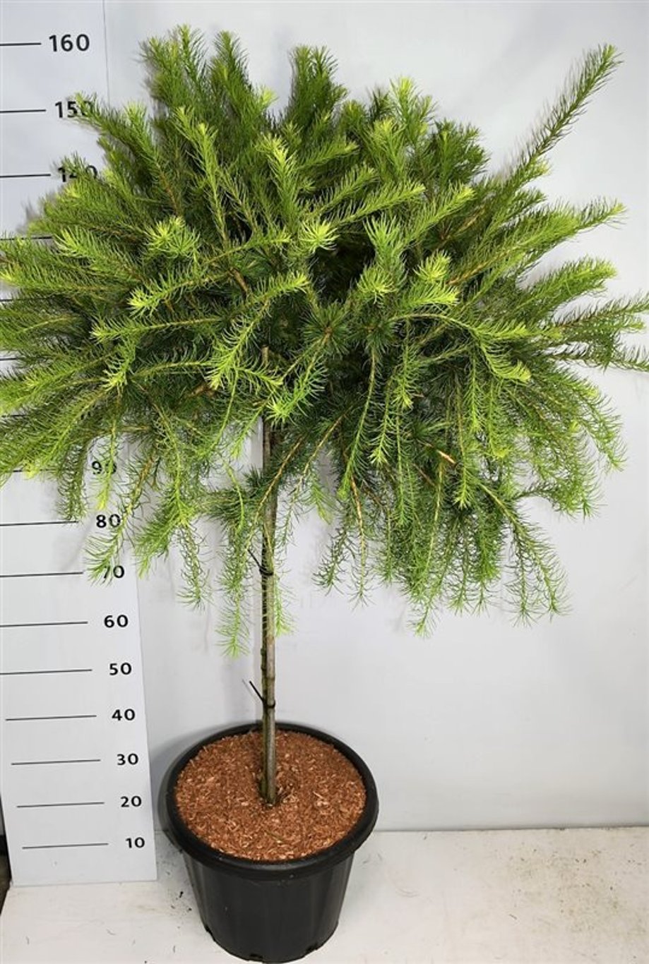 Larix lar. 'Arethusa Bog' - 90 CM Stem C25
